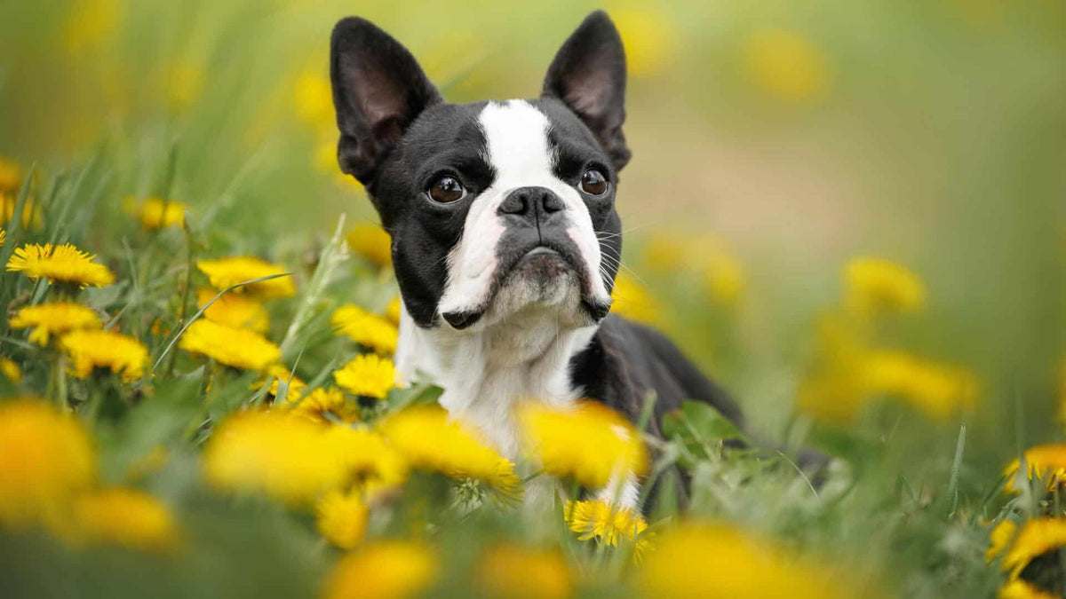 American Dog Breeds