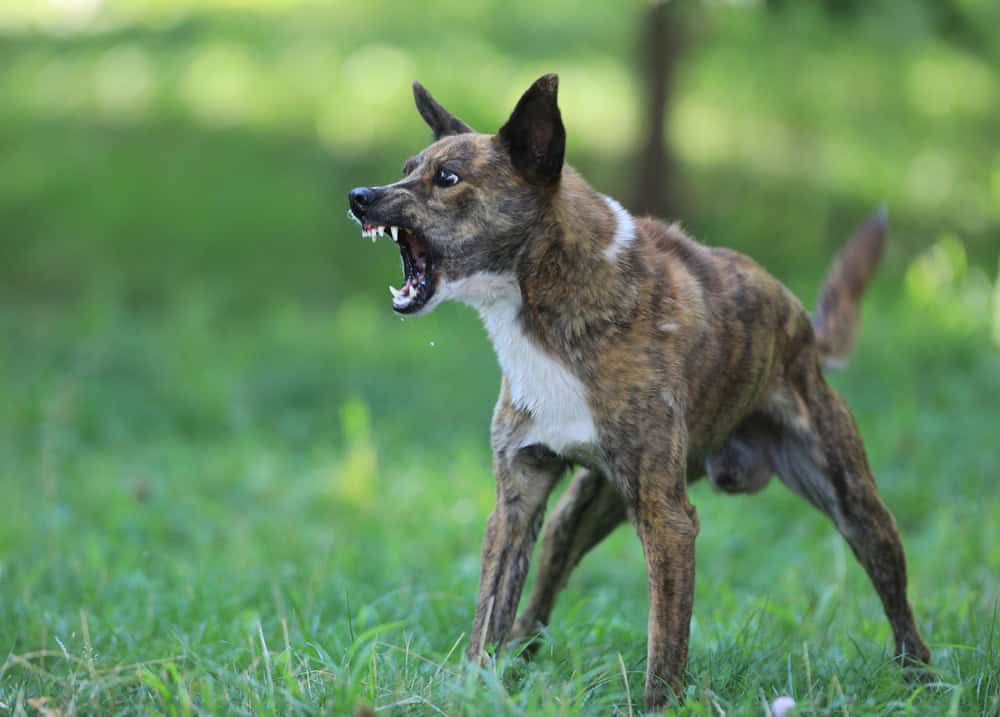 What Is the Difference Between Prey Drive and Aggression in Dogs?