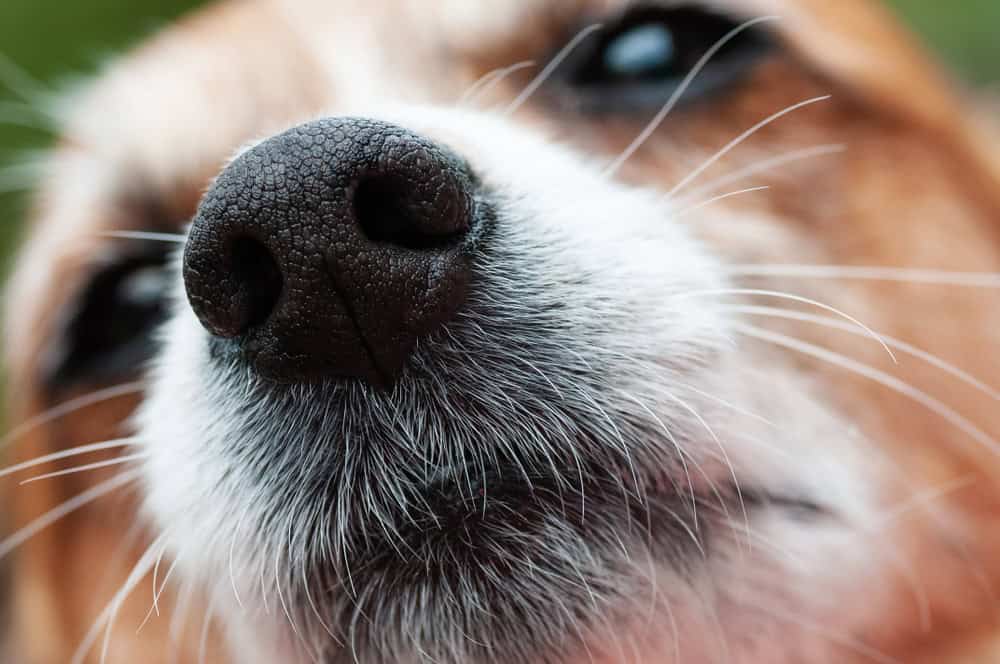 Why Dogs Have Whiskers