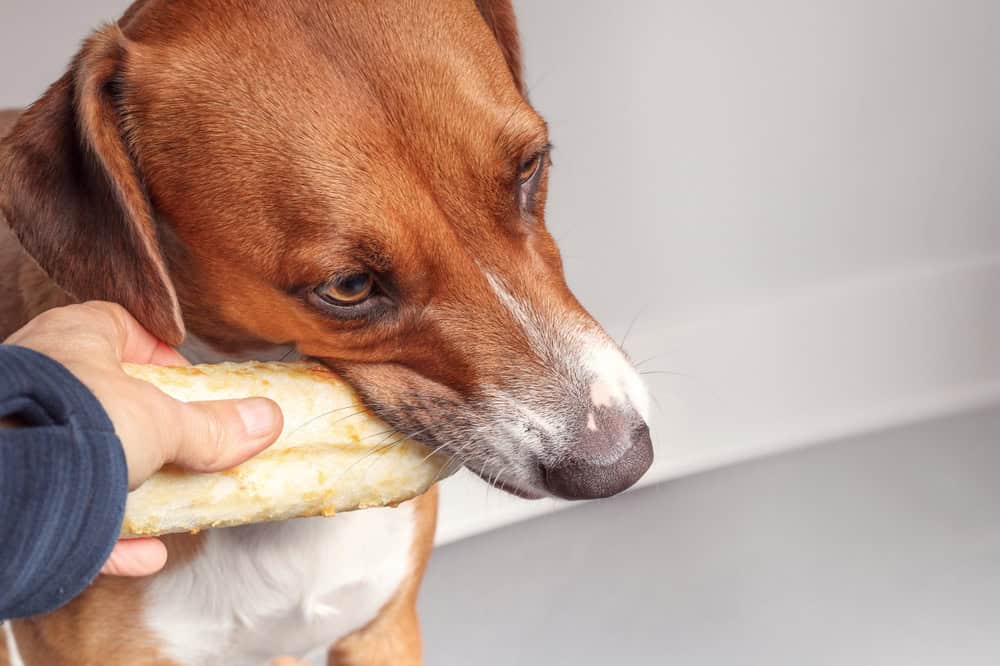 What Is Resource Guarding in Dogs?