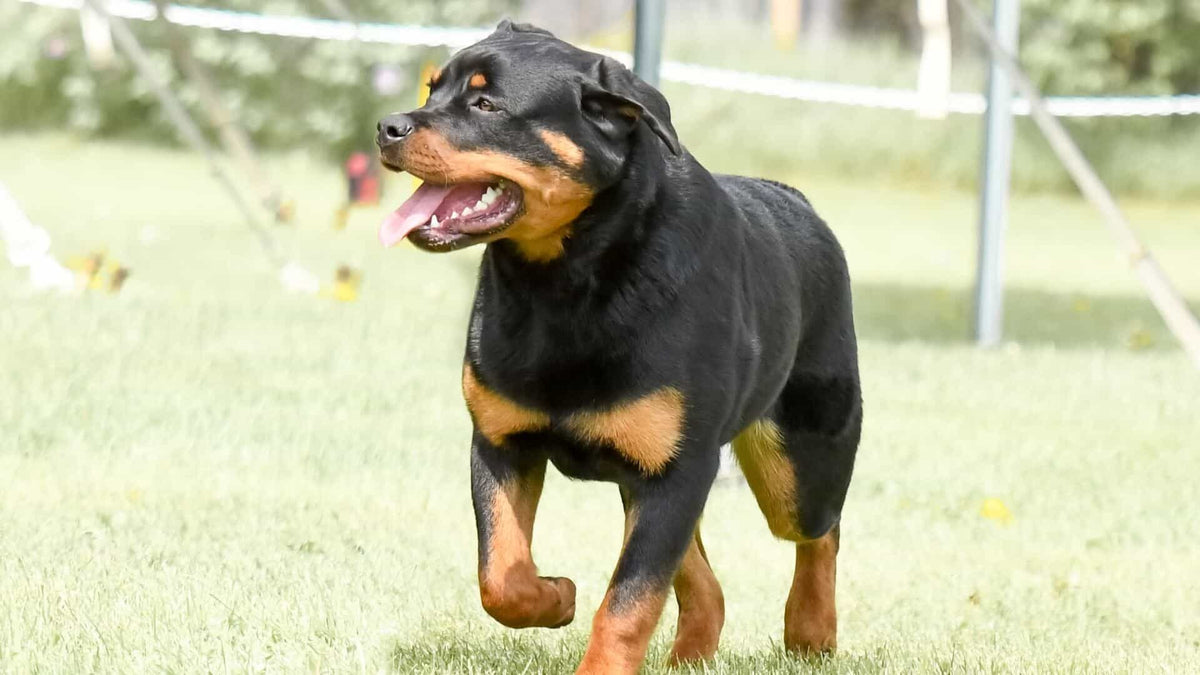 German Dog Breeds