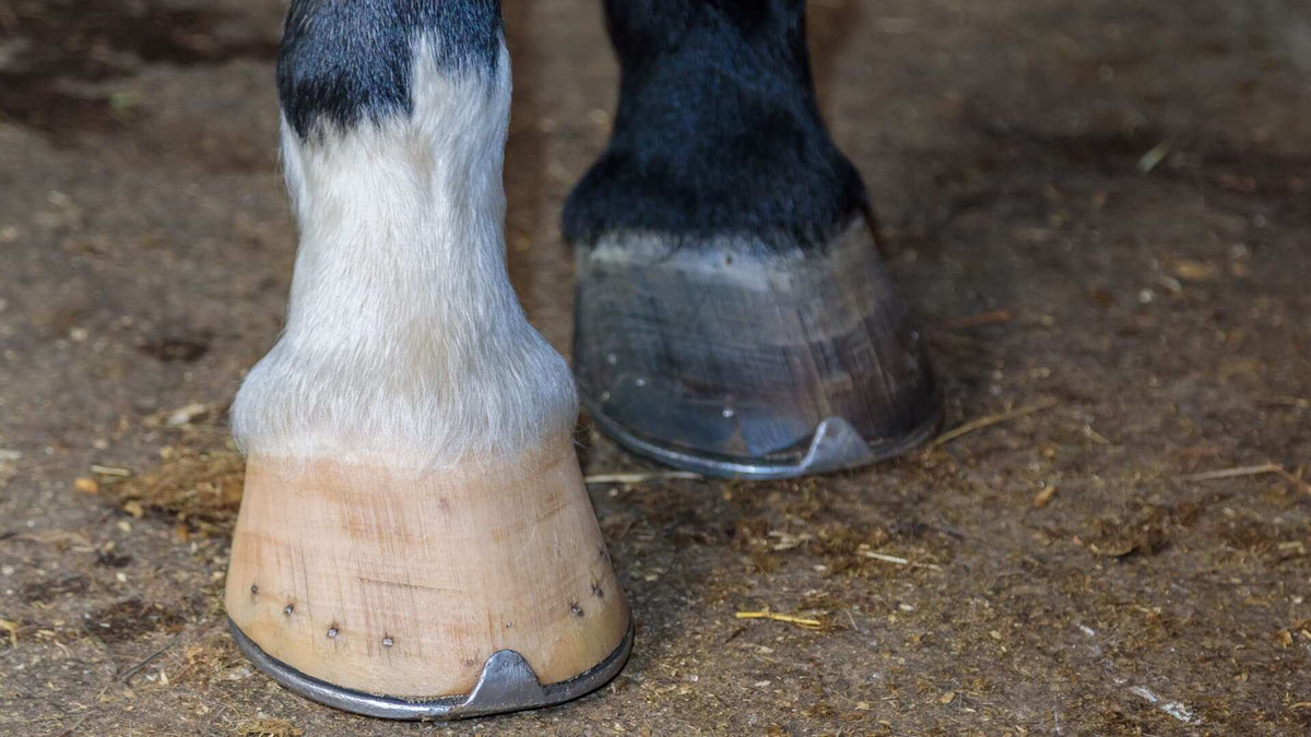 Laminitis