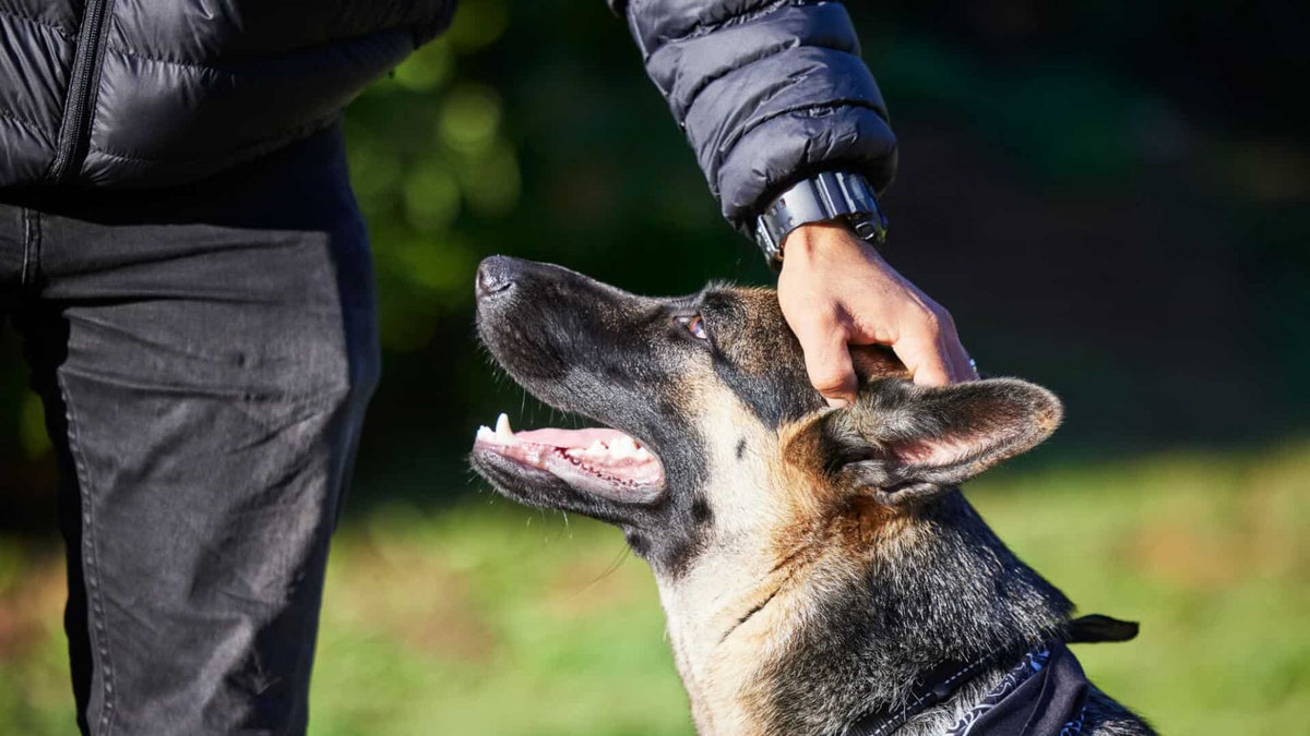 Shepherd breeds