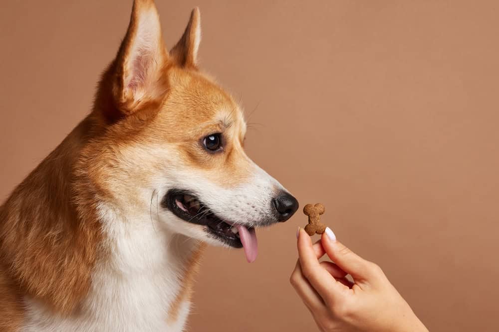 shiba inu eating a treat