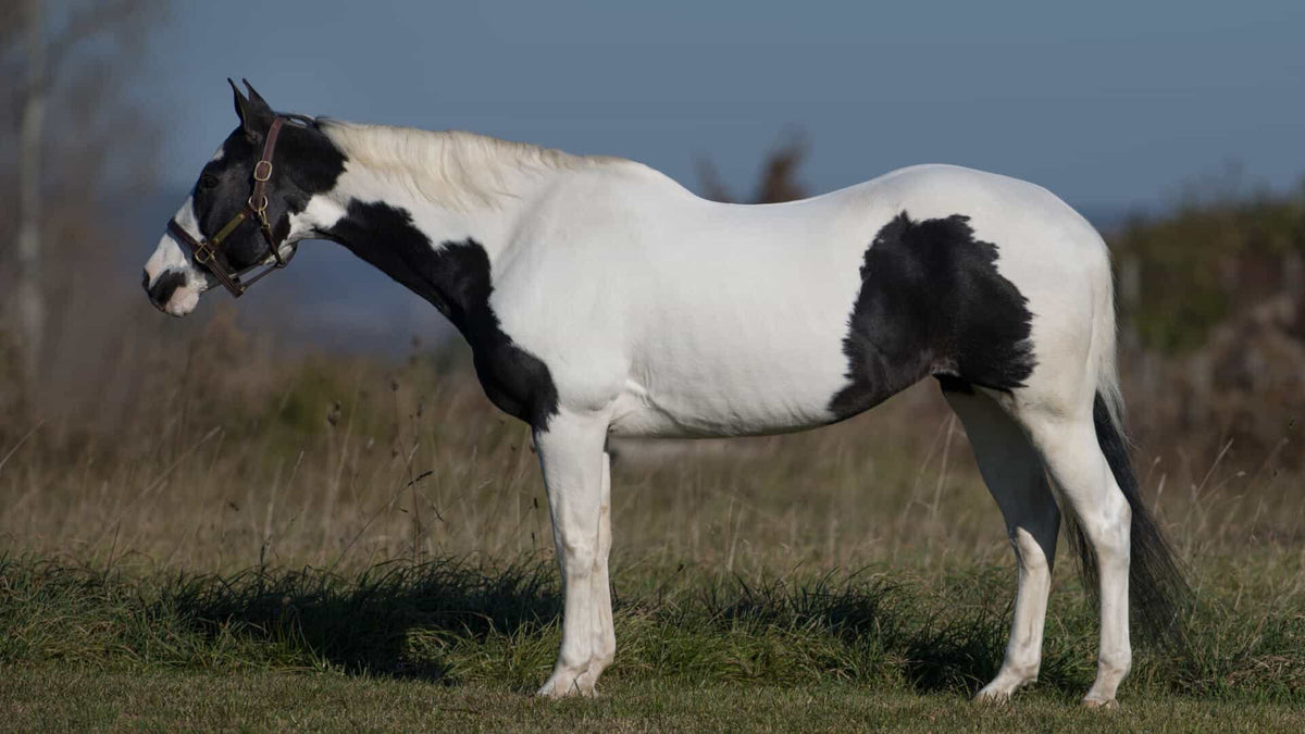 basic equine anatomy