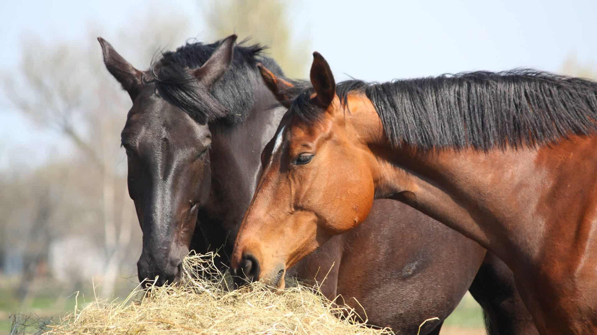 basics of horse nutrition