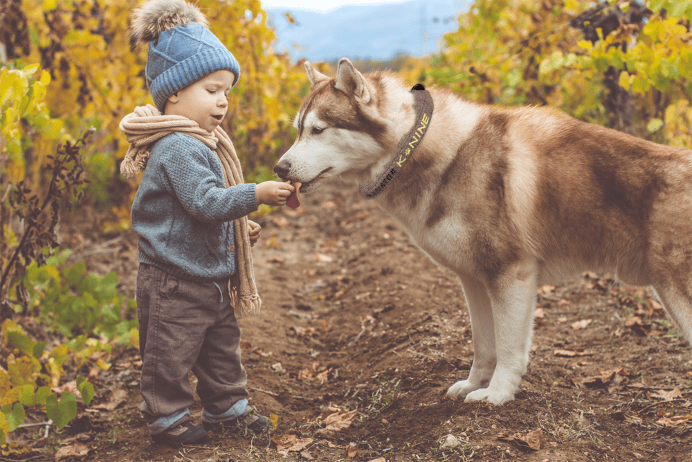 Small kid feeding dog