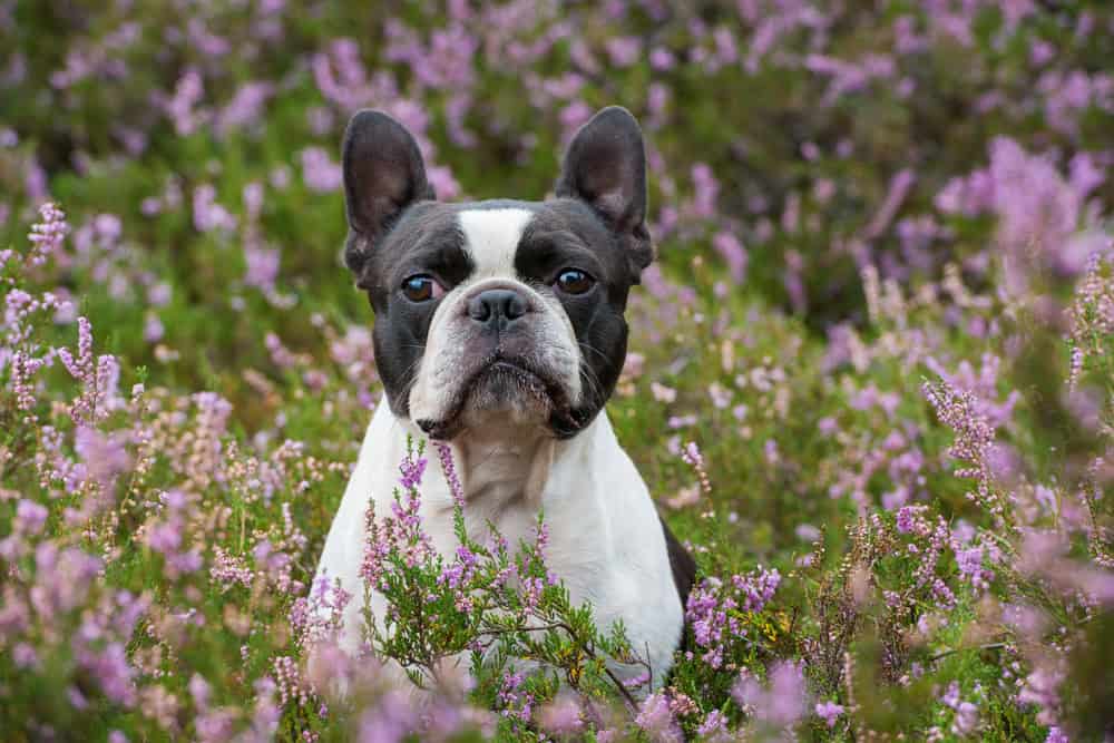 5 Care Tips for Dogs With Short Snouts