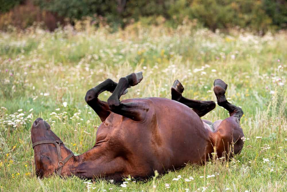 Cute horse lying on its back in grass