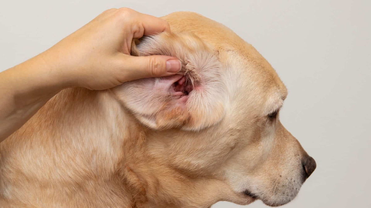 canine ear infections