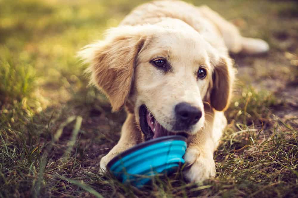 Dog playing with toy in garden