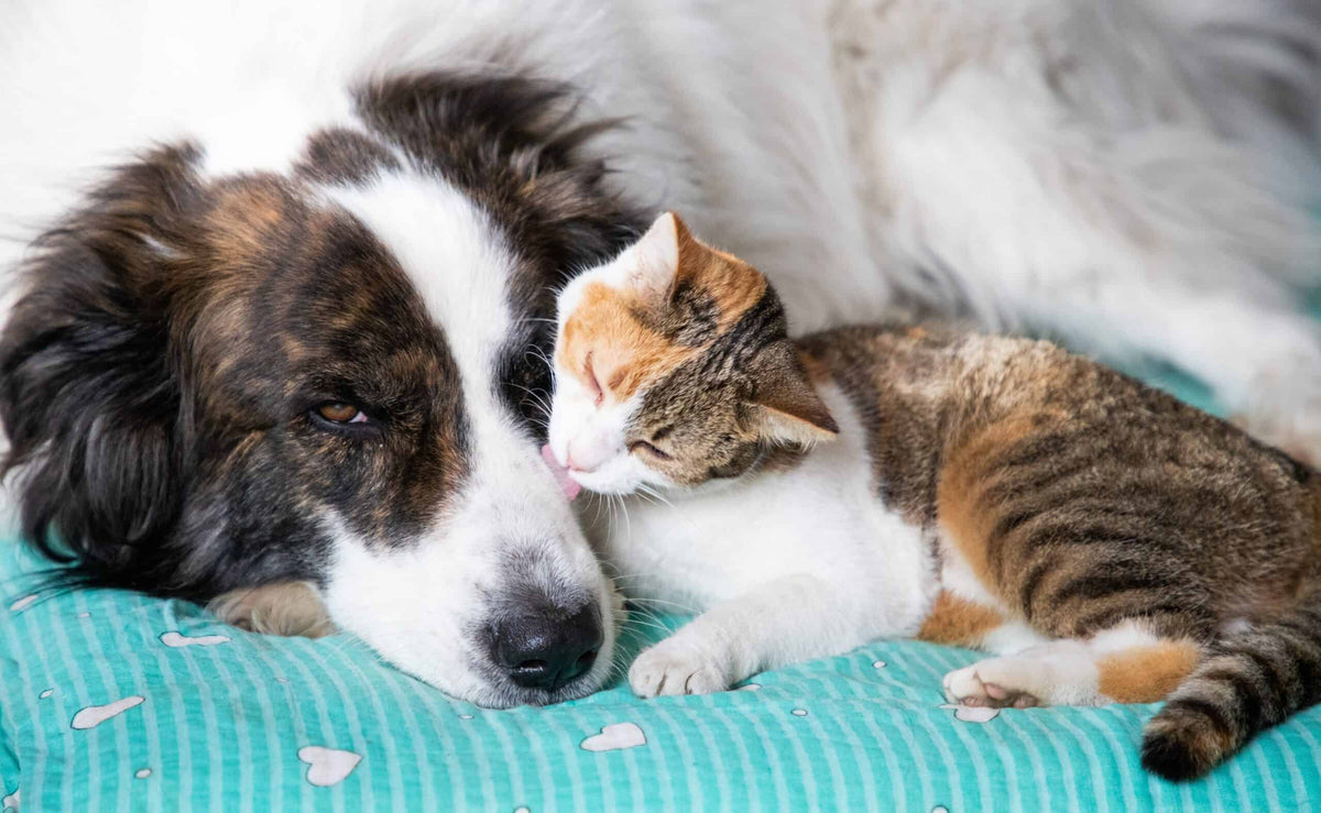 Dog and cat together