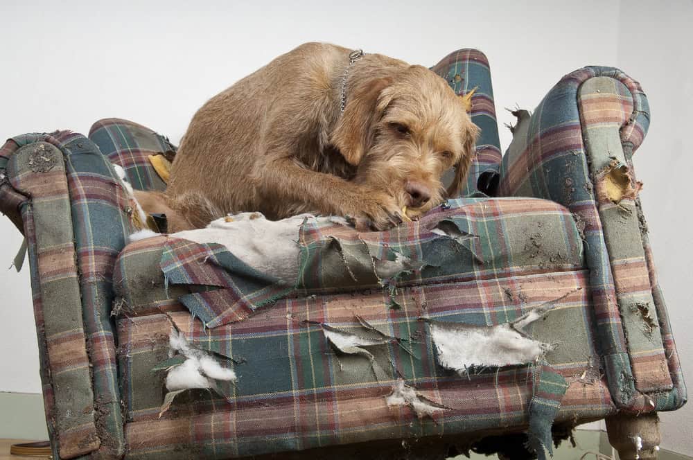 Dog sitting on sofa