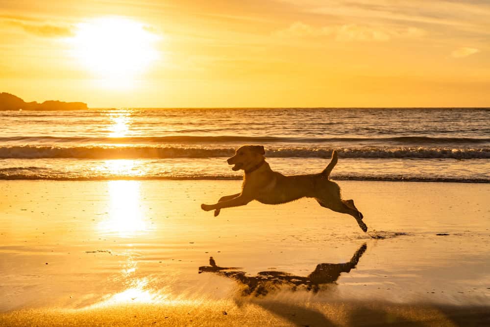 Dog running on beach
