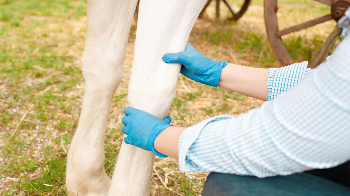 equine ailments