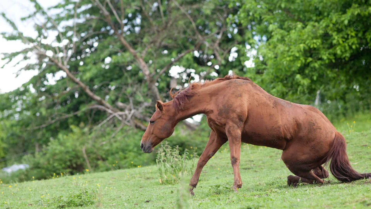 equine movement