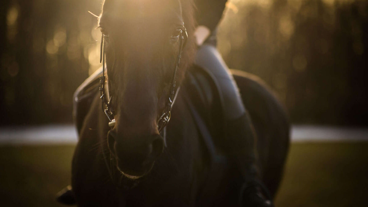 fall horse care