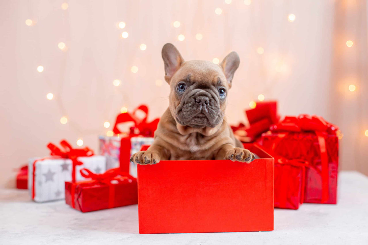 Dog sitting around gift boxs