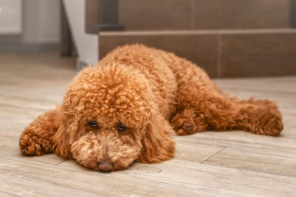 Dog sleeping on floor
