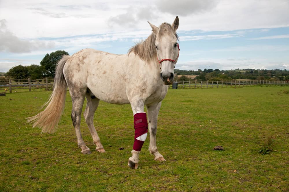Horse with a bandaged leg in a field