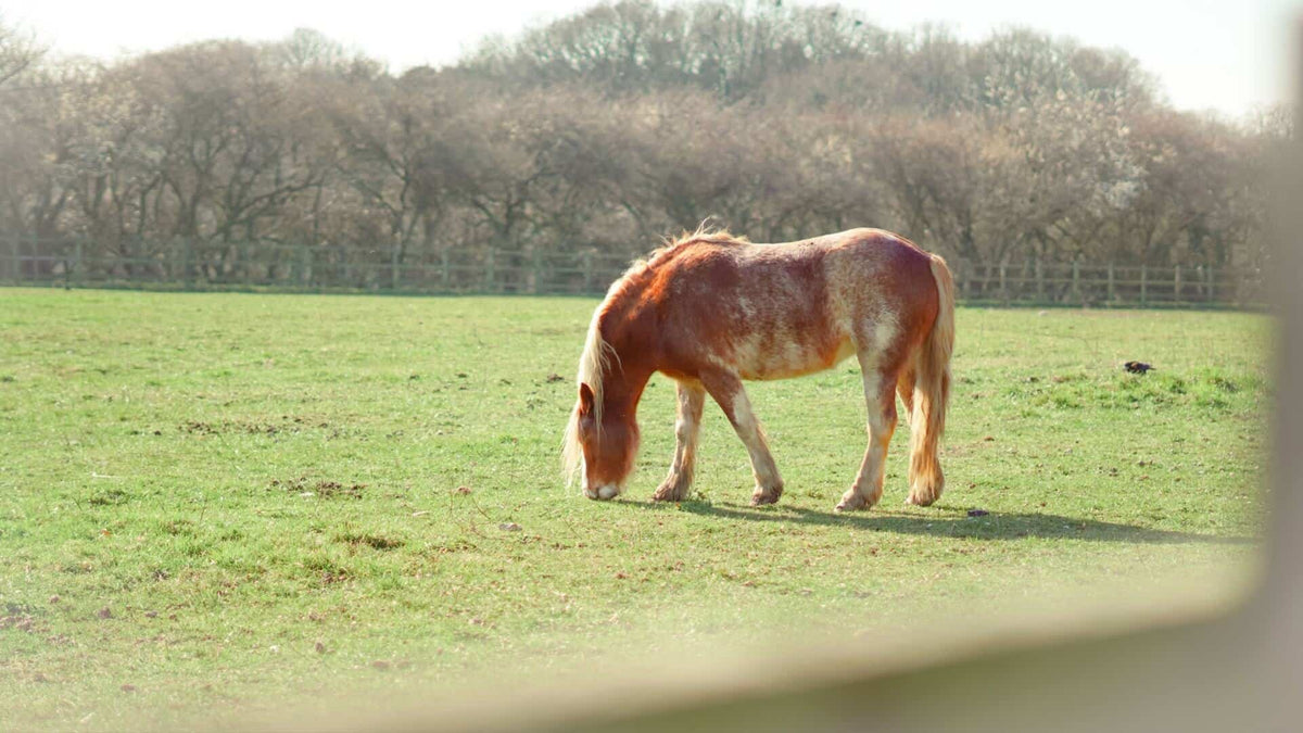 horse arthritis