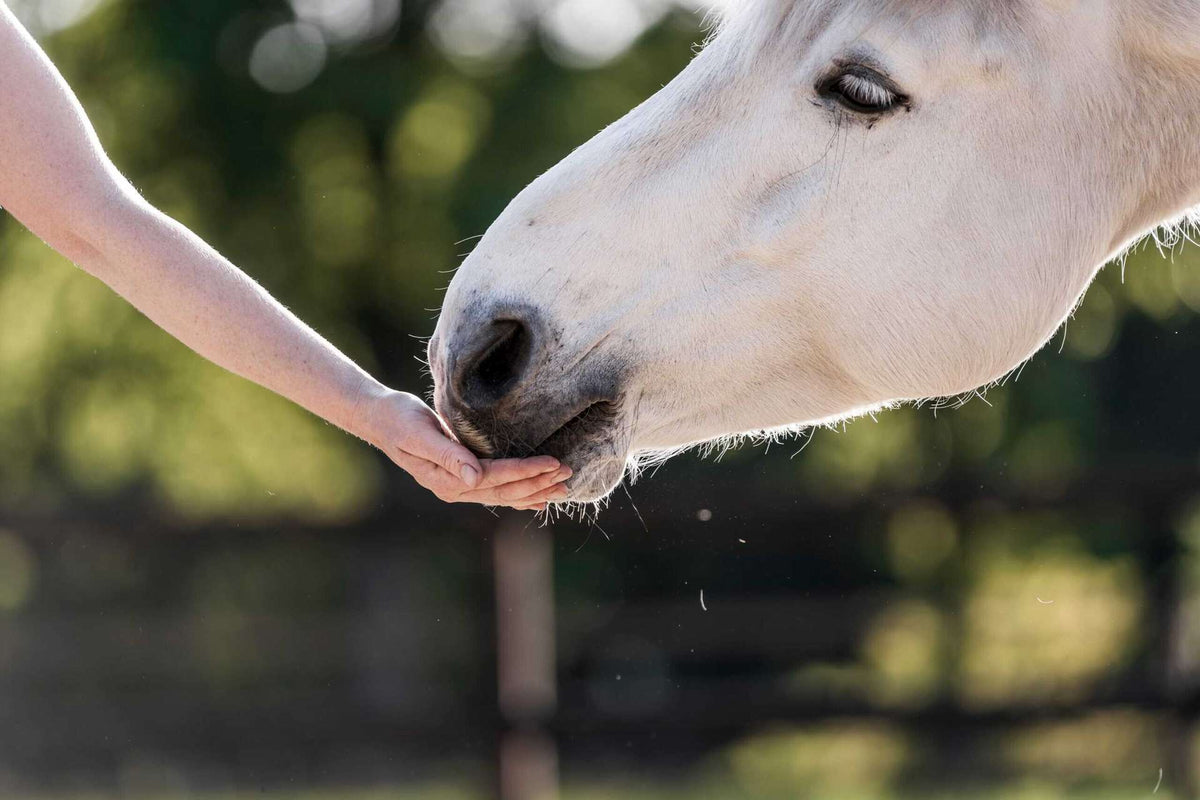 Hand feeding a horse a treat