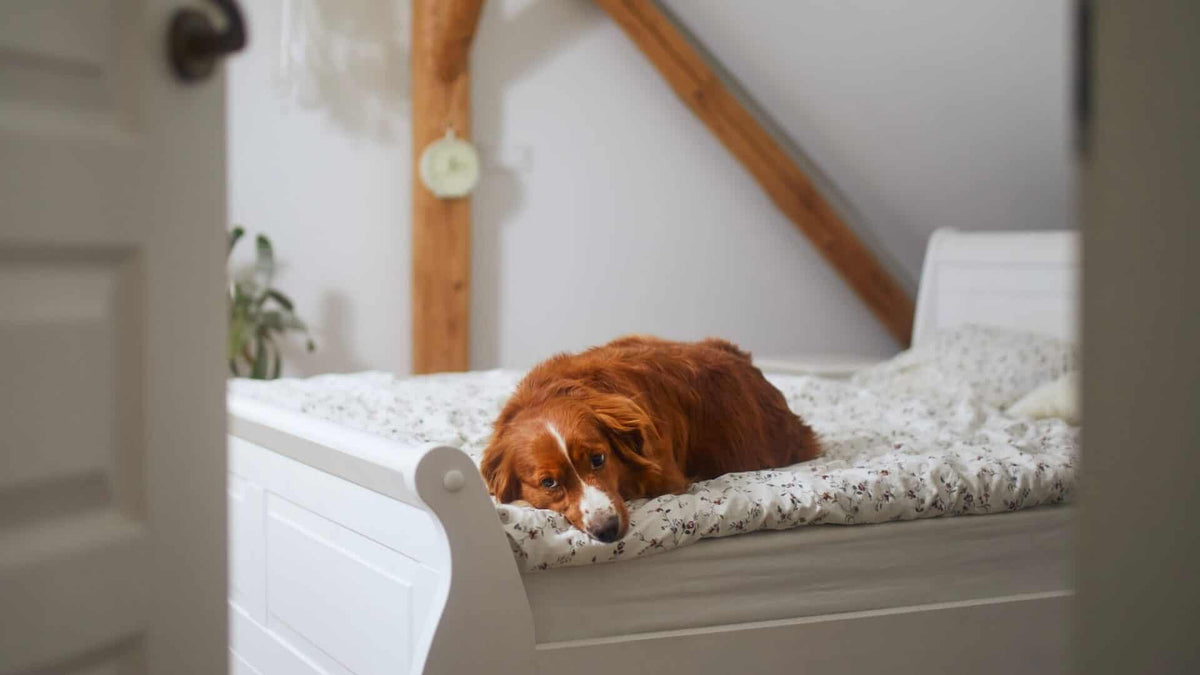 leaving dog alone