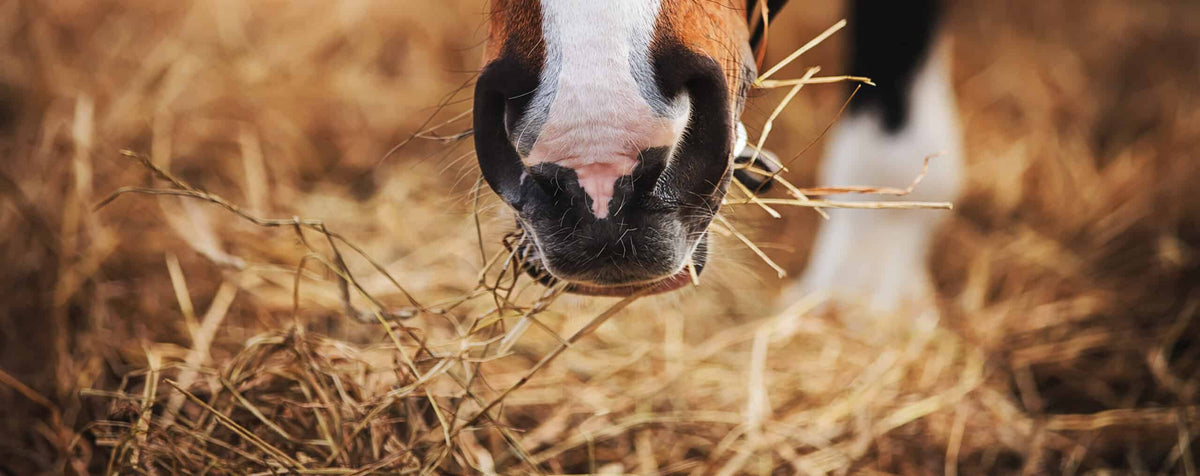 Close-up of bay horse muzzle with white spot