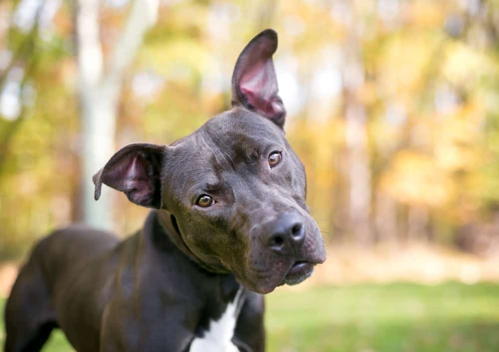 Pitbull staring