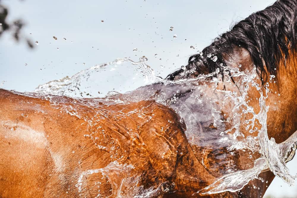 Pony cooling down with a splash bath
