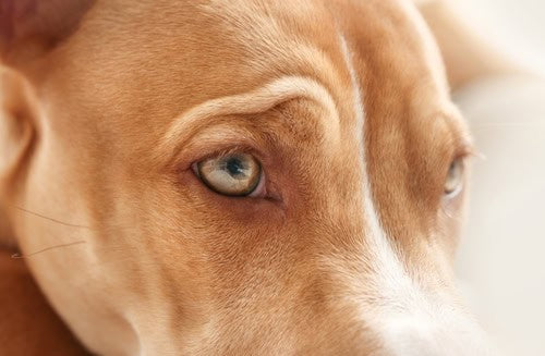 Do Dogs Really See in Black & White?