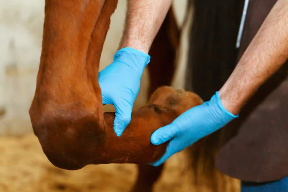 A vet look at a horse's soft tissue injury.