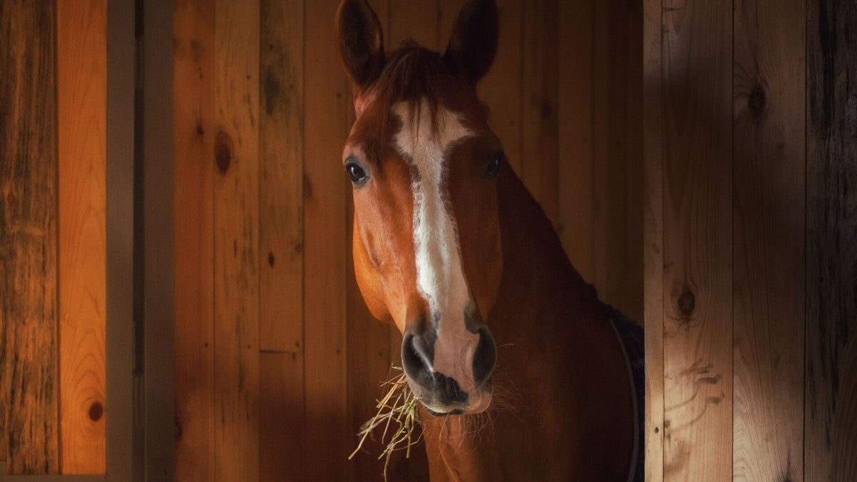 summer horse care