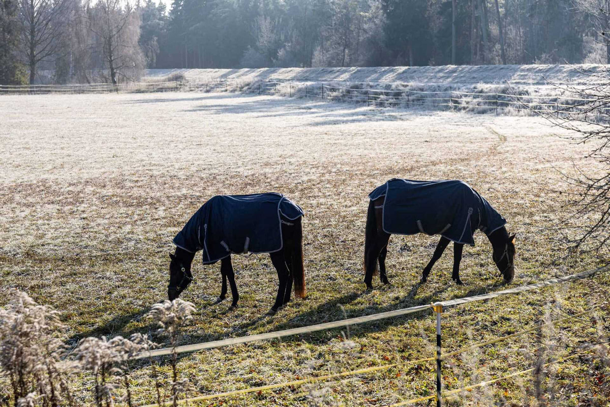 Two blanketed horses grazing in winter paddock
