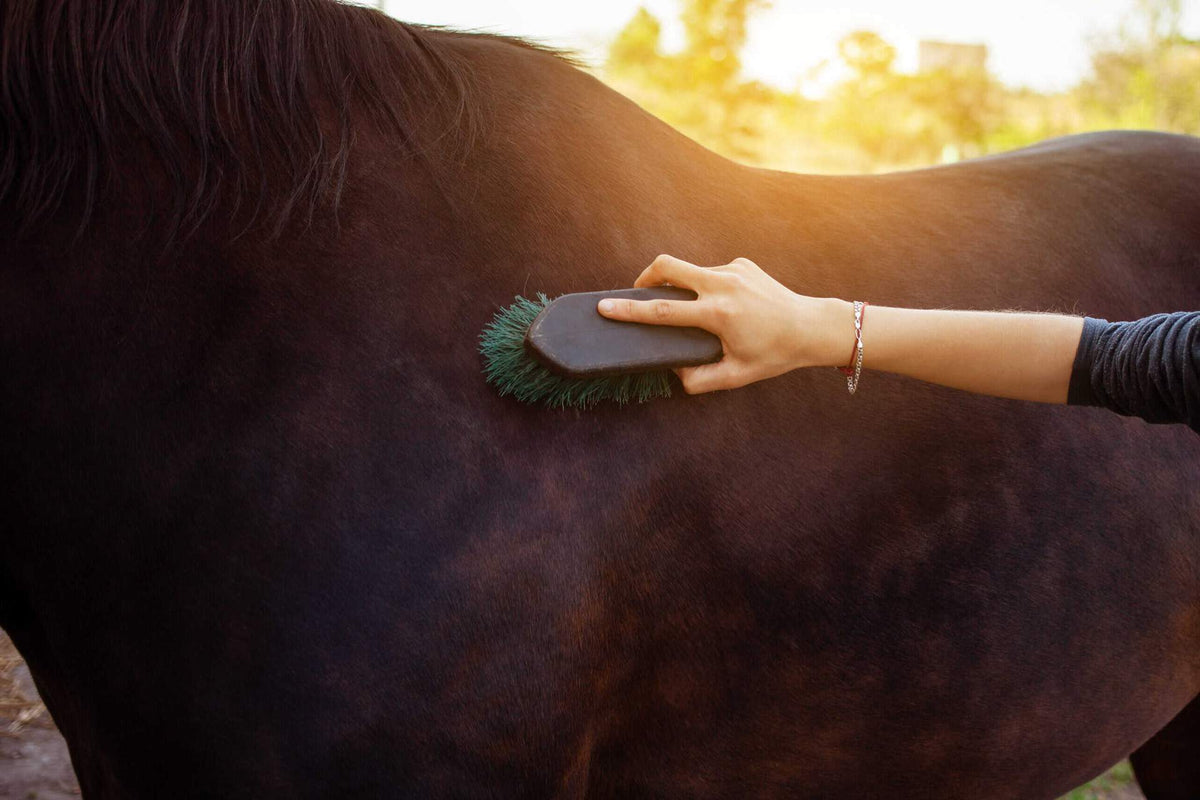 Woman combing dirt from horse’s coat