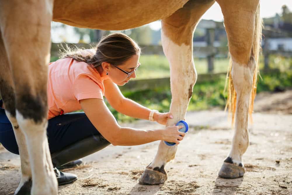 Woman brushing a horse’s legs