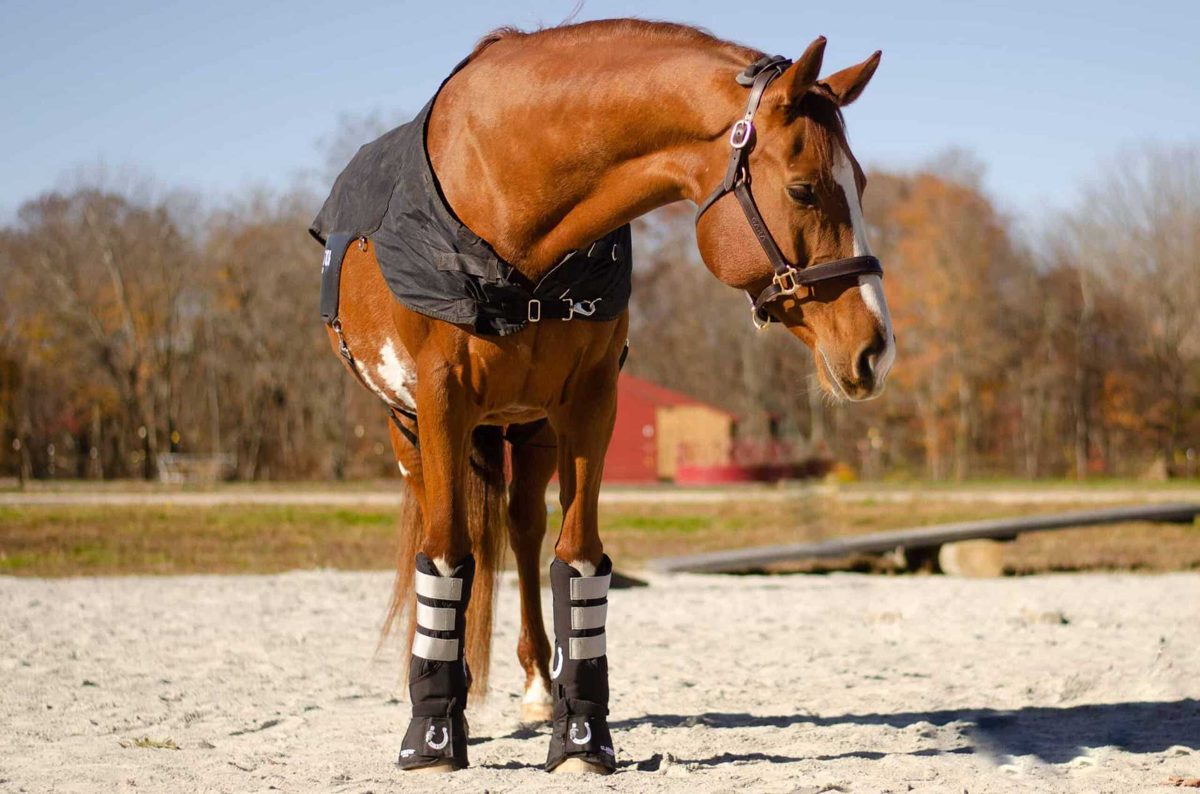 A horse wearing PTR Fetlock Wraps and Bell Boots on both front legs