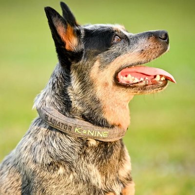 Cattle dog wearing the Gladiator K-Nine collar