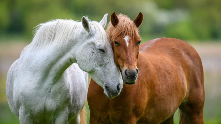 3 F's in horses