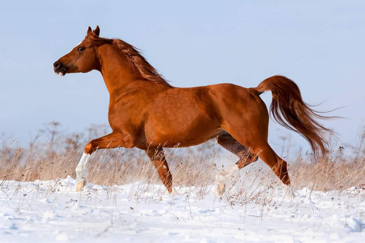 Chestnut Arabian horse running in snow
