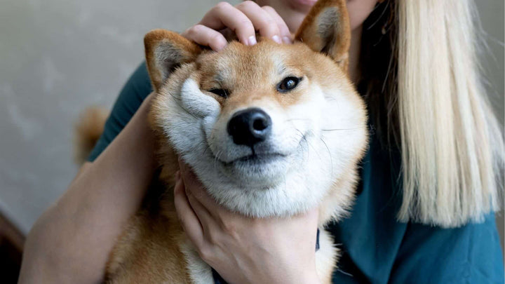 Asian Dog Breeds