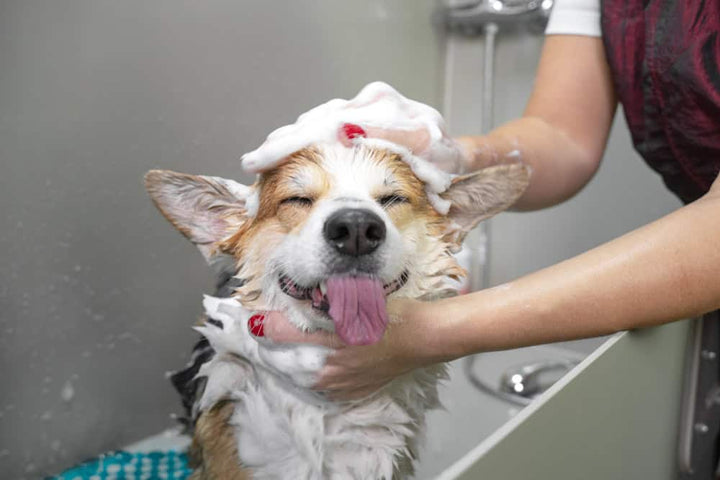 dog in a bath
