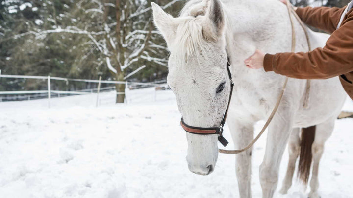 Cauda Equina Syndrome