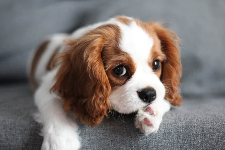 Dog with ball in mouth