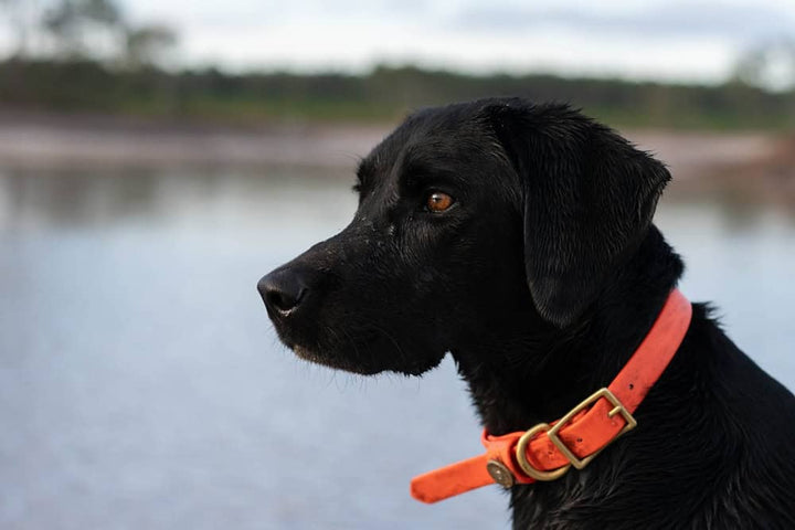 Dog sitting with collar