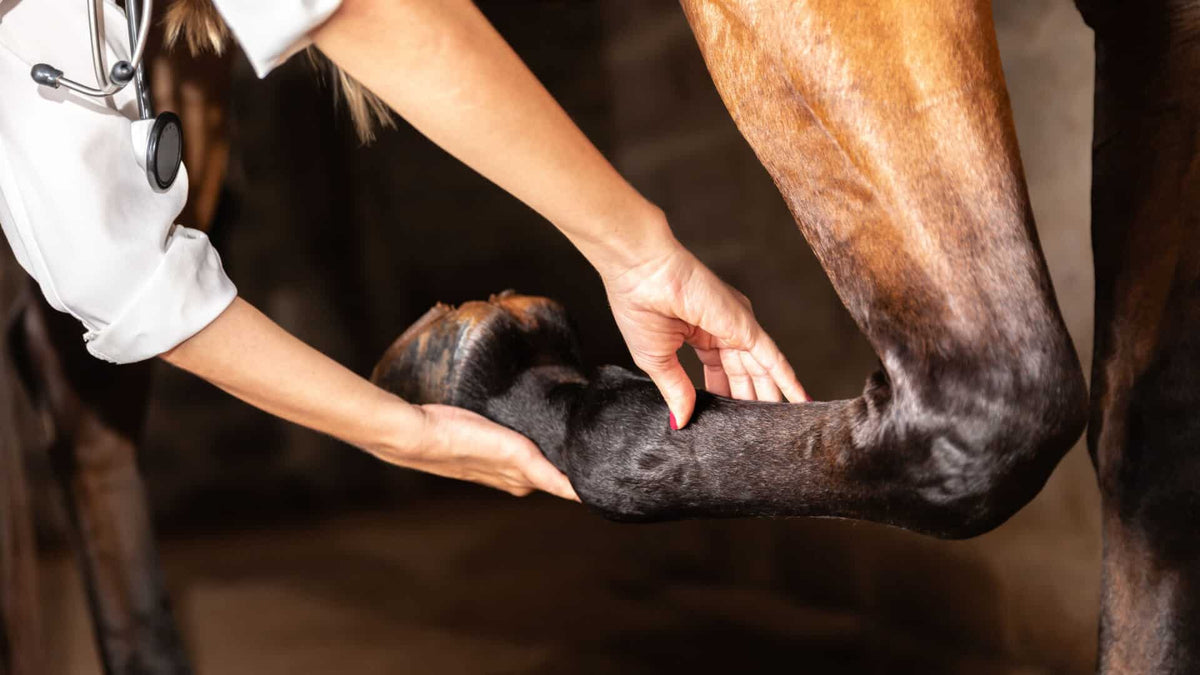 Coomon Horse Injuries