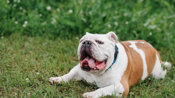 English Bulldog and American Bulldog