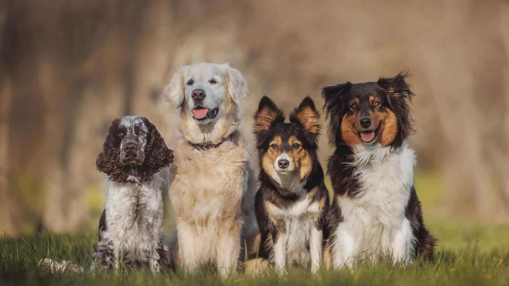 English Dog Breeds