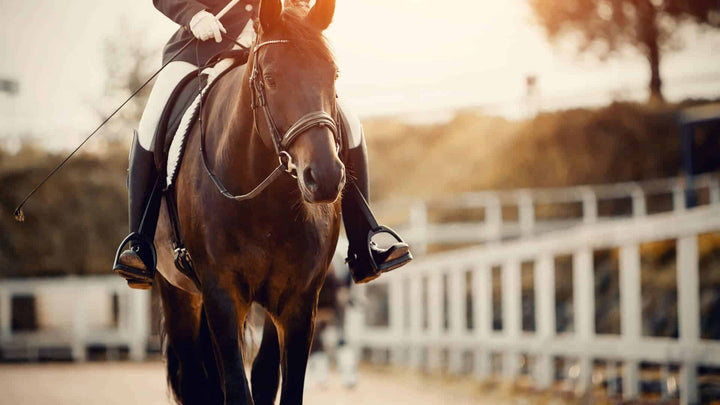 equine sports