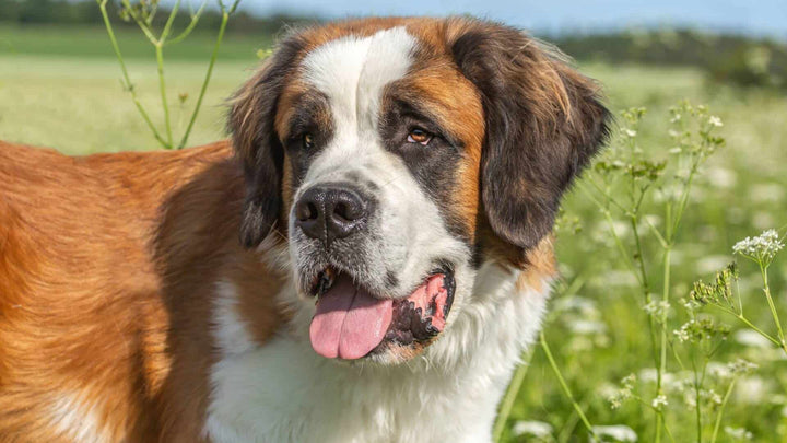 European Dog Breeds